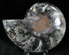Black Ammonite (Half) - Rare Coloration #23917-1